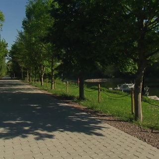 Eine Allee bei Nackenheim