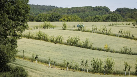 Bäume und Hecken auf dem Feld können Dürre und Trockenheit reduzieren.