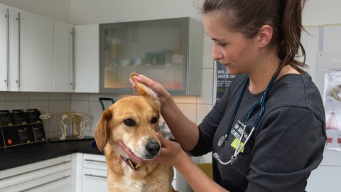 Tierärztin Tabea Held arbeitet in einer Kleintierpraxis in Neuwied.