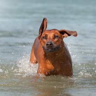 Ein Hund im Wasser.