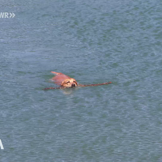 Hund schwimmt mit Stock
