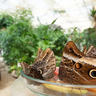 Die Sommerferien sind verregnet. Macht nichts. Ein Ausflug in einen Schmetterlingsgarten, wie hier im Bild, macht auch bei Regen Spaß.