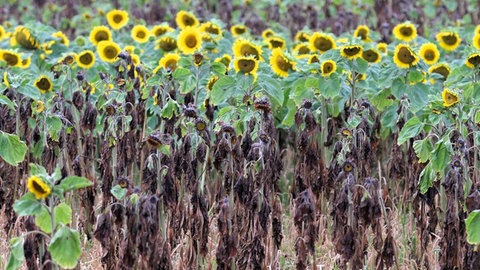 Vertrocknete Sonnenblumen auf dem Feld - der Sommer 2025 war zu heiß
