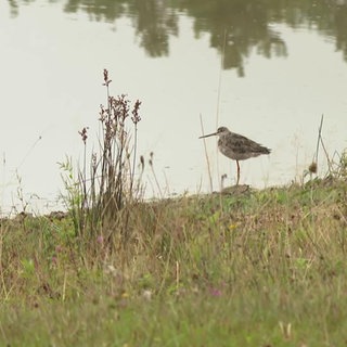 Zugvogel