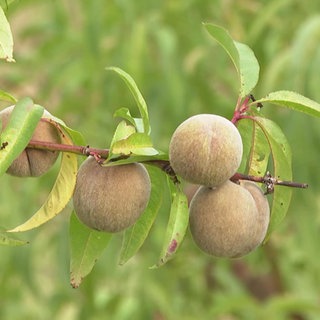 Pfirsiche hängen an einem Baum