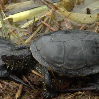 Freigelassene Wasserschildkröten