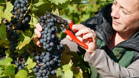 Ein Frau schneidet Weintrauben. In Rheinland-Pfalz ist die Weinlese in vollem Gang. 