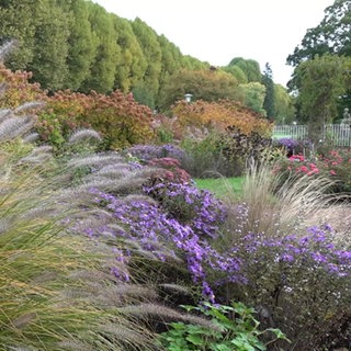 Blumen im Rosengarten