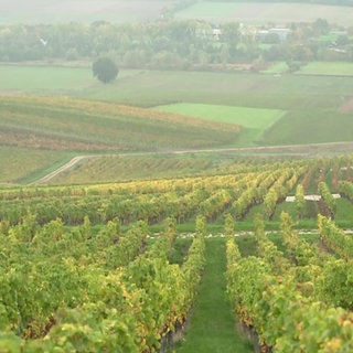 Weinberge