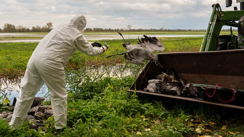 Ein Helfer in Brandenburg sammelt einen toten Kranich auf und wirft ihn in eine Traktorschaufel. Die Vogelgrippe hat sich inzwischen auch in Rheinland-Pfalz ausgebreitet.