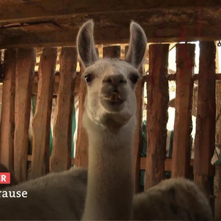 Ein Lama