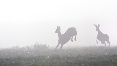 Zwei Rehe flüchten.