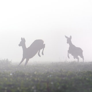 Zwei Rehe flüchten.
