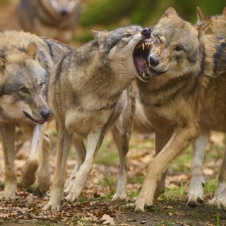 Wolfsrudel im Wald