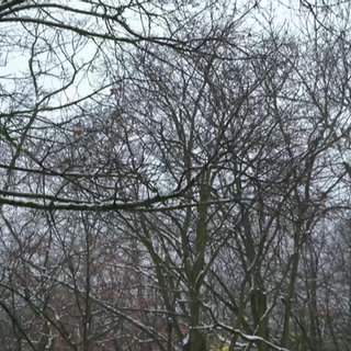 Kahle Bäume am Lerchenberg