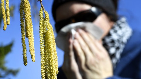 Mann mit Taschentuch und Brille neben einem Haselstrauch - der Frühling lässt die Pollen fliegen