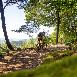 Ein Mann fährt bei Sonnenschein auf einem Mountainbike durch den Pfälzerwald. 