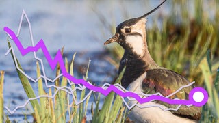 Eine Grafik zeigt den zurückgehenden Bestand an Kiebitzen in Deutschland. Der Vogel ist in Rheinland-Pfalz vom Aussterben bedroht.