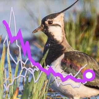 Eine Grafik zeigt den zurückgehenden Bestand an Kiebitzen in Deutschland. Der Vogel ist in Rheinland-Pfalz vom Aussterben bedroht.