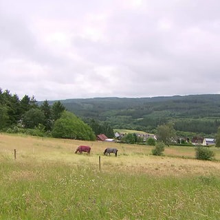 Pferdekoppel in Lorscheid