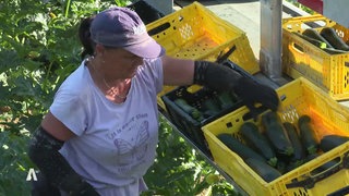 Eine Frau erntet Zucchinis