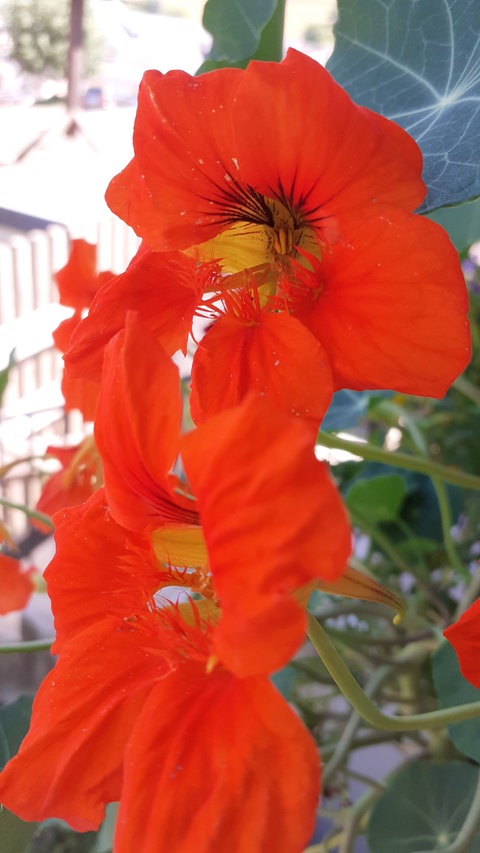 Die blühende Kapuzinerkresse auf dem Balkon von Marie-Luise. Welch eine Farbenpracht!