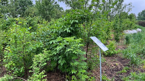 Nach zwei Jahren sah der Tiny Forest der Gartenakademie Rheinland-Pfalz bereits so aus.