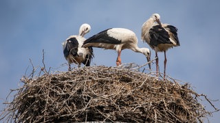 Drei Störche sitzen in einem Nest bei Hagenbach | NABU: Knapp 800 Weißstorch-Brutpaare in Rheinland-Pfalz
