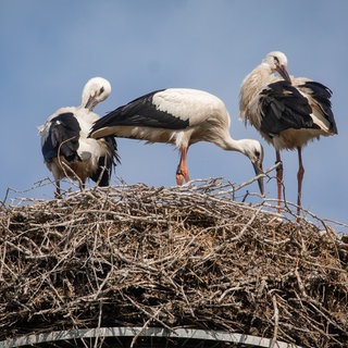 Drei Störche sitzen in einem Nest bei Hagenbach | NABU: Knapp 800 Weißstorch-Brutpaare in Rheinland-Pfalz