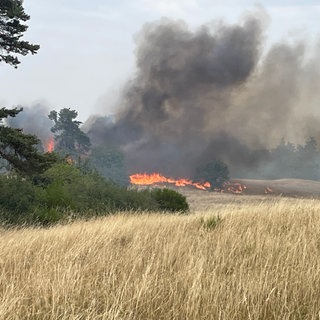 Die Flammen bei Reichenbach im Hunsrück haben rund zehn Hektar Wald und Feld erfasst.