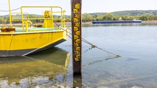 Historisches Niedrigwasser am Rhein: Der Pegel Oberwinter liegt bei nur noch 7 cm, der Grund ist deutlich erkennbar. Die Pegellatte selbst ist erst ab einem Stand von 40 cm ablesbar.