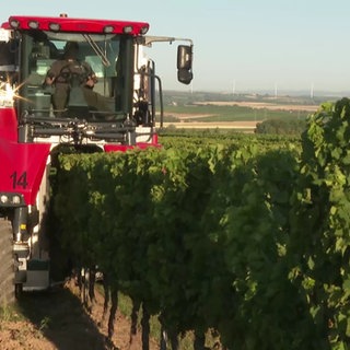 Ein Traktor während der Weinlese