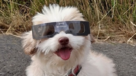 Ein Hund hat eine Sonnenfinsternis-Schutzbrille auf 