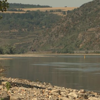 Der Rhein bei Niedrigwasser