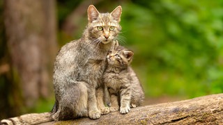 Eine Europäische Wildkatze sietzt mit einem Jungtier auf einem Baumstamm. Bei dem erwachsenen Tier deutlich zu erkennen: das Fell hat nur eine leichte Musterung und der Schwanz mehrere Ringe mit schwarzer Spitze.