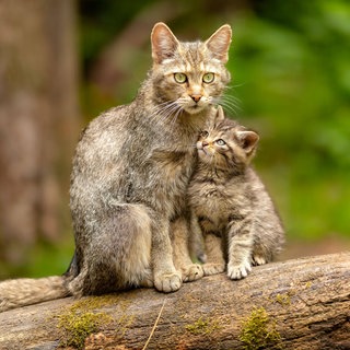 Eine Europäische Wildkatze sietzt mit einem Jungtier auf einem Baumstamm. Bei dem erwachsenen Tier deutlich zu erkennen: das Fell hat nur eine leichte Musterung und der Schwanz mehrere Ringe mit schwarzer Spitze.