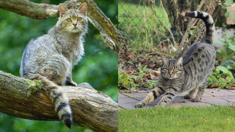Auf der linken Seite sieht man eine Europäische Wildkatze, auf der rechten Seite eine getigerte Hauskatze.
