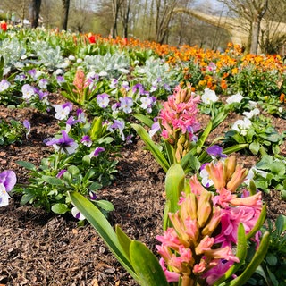 Eine bunte Blumenpracht erwartet die Gartenschau-Besucher. 