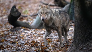 An einem toten Kalb im Donnersbergkreis wurden Spuren eines Wolfs gefunden. 