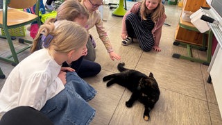 Eine Klassenkatze, das ist in der Grundschule Imsbach Alltag