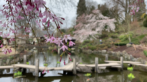 Der Japanische Garten in Kaiserslautern ist auch in den Osterferien ein schönes Ausflugsziel.