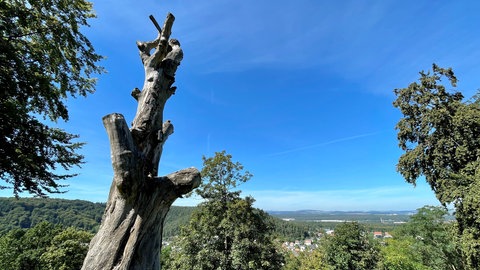 Blick auf den Kaiserslauterer Stadtteil Hohenecken im Sommer.