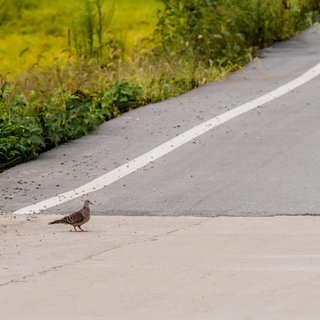 Für Taube gebremst, bei Gauersheim im Donnersbergkreis zwei Menschen schwer verletzt.