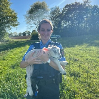 Ein Läufer entdeckt bei Zweibrücken ein totes Schaf und ein verwaistes Lamm. Polizei rettet das Tier.