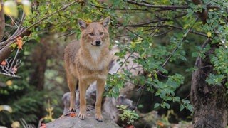 Erstmals wurde der Goldschakal im Pfälzerwald nachgewiesen. (Symbolfoto)