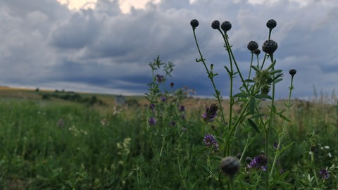 Die Wörsbacher Höhe bei einem aufziehenden Gewitter
