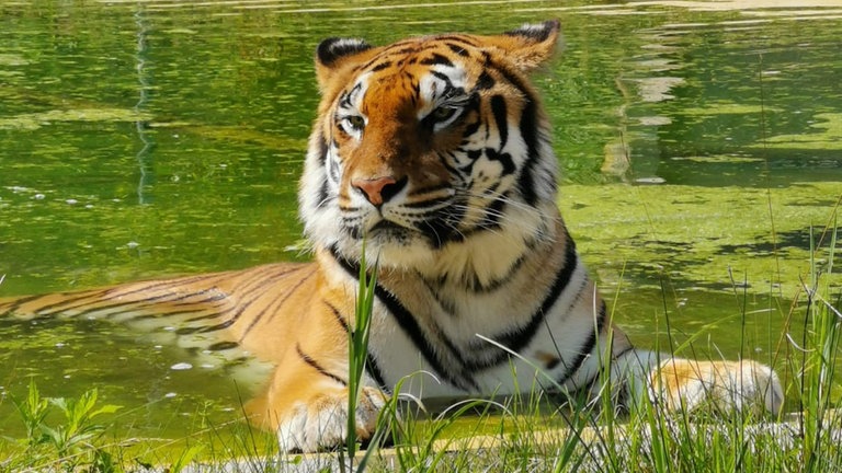 Tigerin Cara kühlt sich in der Tierauffangstation in Maßweiler bei Hitze ab
