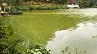 Der Bärenlochweiher bei Kindsbach im Kreis Kaiserslautern mit Blaualgen.