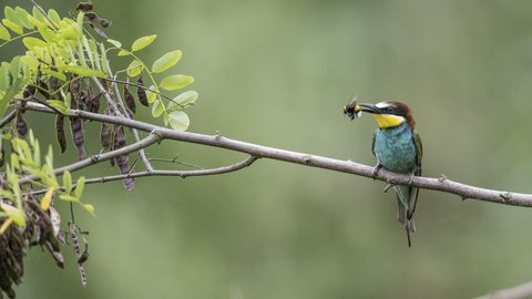 Bienenfresser sind auch bei uns in der Westpfalz zu sehen. Ein neuer bundesweiter Brutvogelatlas soll den seltenen Vogel nun erfassen.