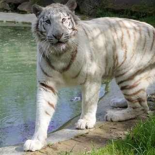  Aus illegaler Privathaltung gerettet: Die weiße Tigerin Charlota lebt seit 2023 in der Großkatzenstation in Maßweiler.